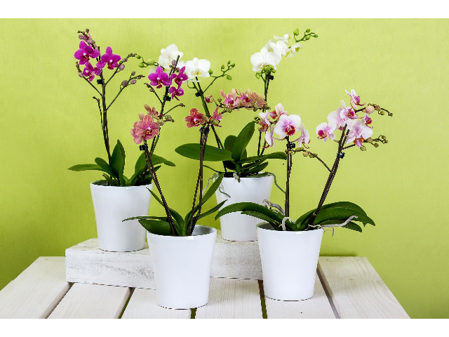 Orchid Show & Sale