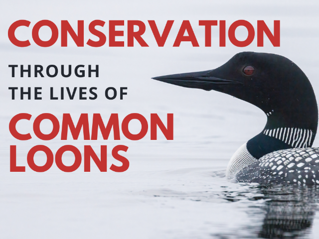 Conservation through the Lives of Common Loons