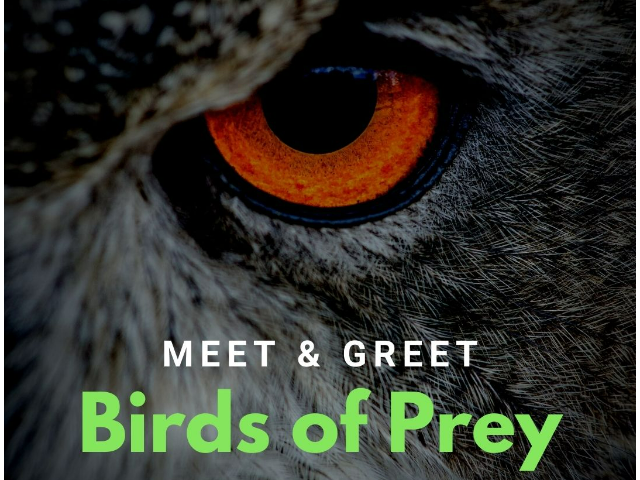 Meet and Greet: Live Birds of Prey