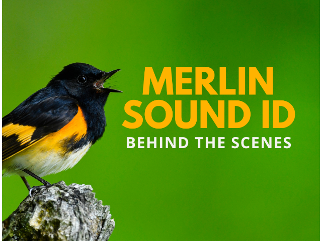 Merlin Sound ID - Behind the Scenes