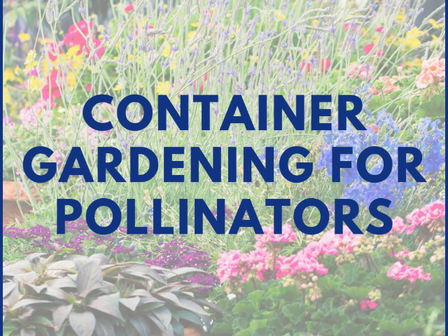 Container Gardening for Pollinators