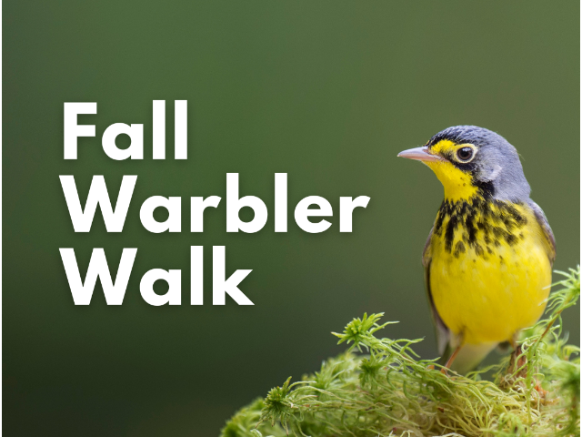 Fall Warbler Walk