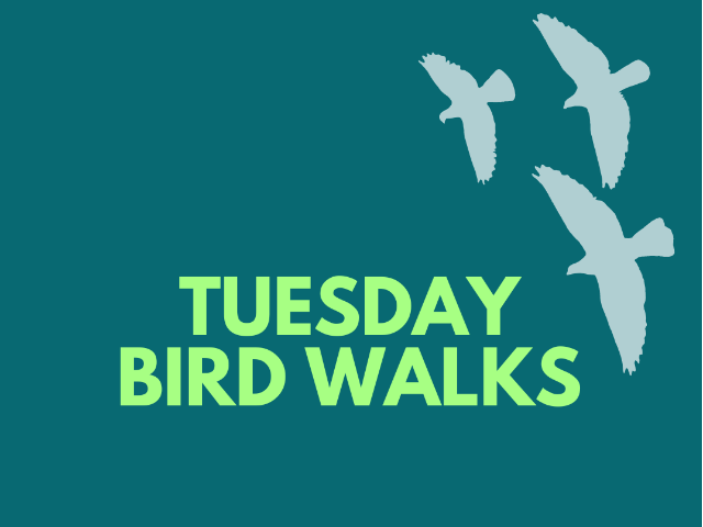 Tuesday Bird Walk