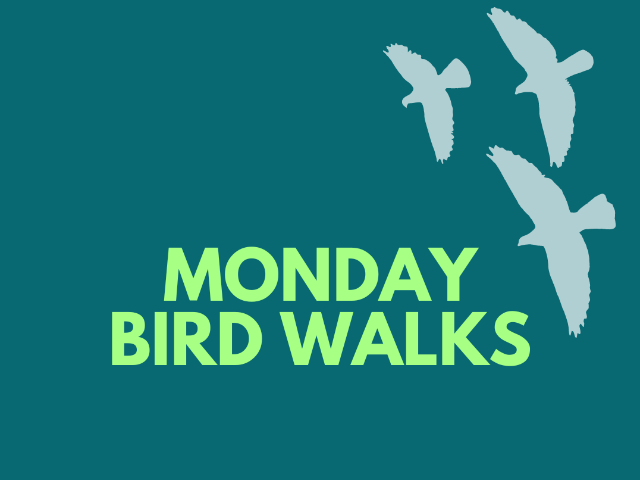 Monday Bird Walk