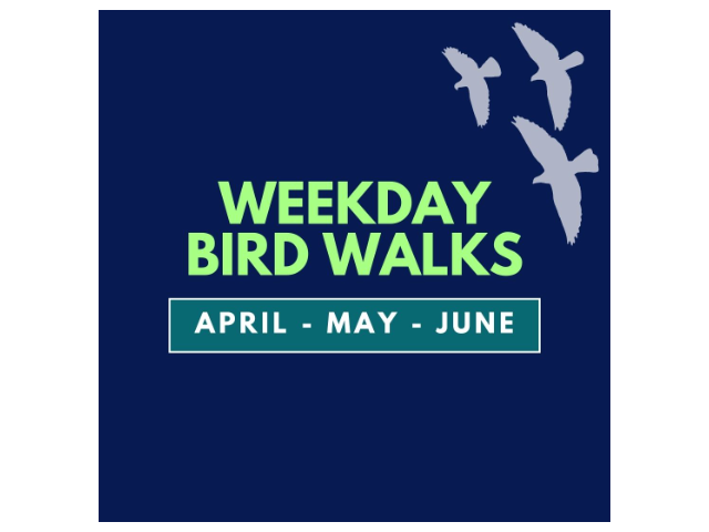 Weekday Bird Walks