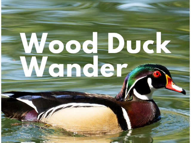 Wood Duck Wander
